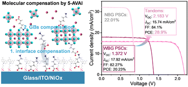 In situ molecular compensation in wide-bandgap perovskites for efficient all-perovskite tandem solar cells