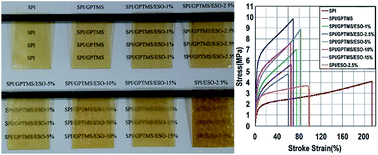 Graphical abstract: Soy protein isolate-based films cross-linked by epoxidized soybean oil