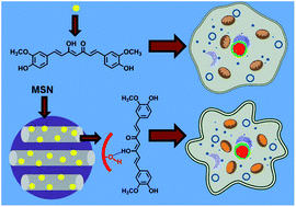 Graphical abstract: Mesoporous silica nanoparticles enhance the cytotoxicity of curcumin