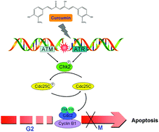 Graphical abstract: Induction of ROS-independent DNA damage by curcumin leads to G2/M cell cycle arrest and apoptosis in human papillary thyroid carcinoma BCPAP cells