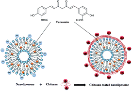 Graphical abstract: Chitosan-coated liposomes encapsulating curcumin: study of lipid–polysaccharide interactions and nanovesicle behavior