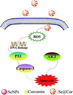Graphical abstract: Surface decoration of selenium nanoparticles with curcumin induced HepG2 cell apoptosis through ROS mediated p53 and AKT signaling pathways