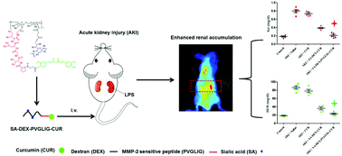 Graphical abstract: An E-selectin targeting and MMP-2-responsive dextran–curcumin polymeric prodrug for targeted therapy of acute kidney injury