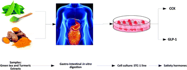 Graphical abstract: In vitro effect of green tea and turmeric extracts on GLP-1 and CCK secretion: the effect of gastrointestinal digestion