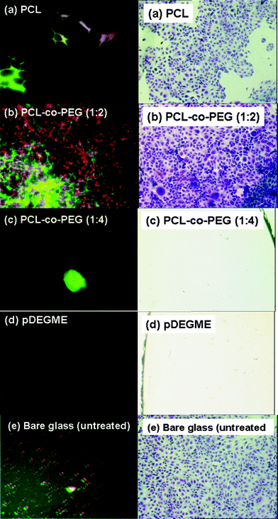 Fluorescent images of cytoskeleton stain demonstrated human bone marrow endothelial cells (HBMEC) adhesion and proliferation on plasma-polymerized coatings after 72 h of incubation (image magnification: 60×) (left side) and optical microscopy images (900 μm × 600 μm) of stained human ovarian carcinoma cells (NIH:OVCAR-3) seeded for 120 h on plasma-polymerized coatings and on bare glass and polystyrene (PS) culture plates taken as positive controls (optical magnification: 10×) (right side).
