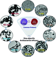 Graphical abstract: Size-controlled silver nanoparticles synthesized over the range 5–100 nm using the same protocol and their antibacterial efficacy