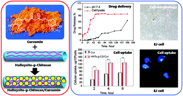 Graphical abstract: Functionalized halloysite nanotube by chitosan grafting for drug delivery of curcumin to achieve enhanced anticancer efficacy