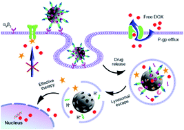 Graphical abstract: A peptide-decorated and curcumin-loaded mesoporous silica nanomedicine for effectively overcoming multidrug resistance in cancer cells