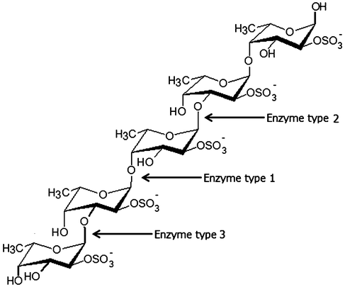 Enzymatic attack patterns of α-l-fucoidan endohydrolase and fucosidase, respectively: For simplicity, we have distinguished the cleavage patterns as type 1 for (1→4)-α-l-fucoidan endohydrolase and type 2 for (1→3)-α-l-fucoidan endohydrolase; and the exo-action, EC 3.2.1.51, as type 3. (Since the EC 3.2.1.44 fucoidanase activity only designates catalysis of the endo-hydrolysis of (1→2)-α-l-fucosides, the enzymes type 1 and type 2 α-l-fucoidan endohydrolases are in principle not EC categorized.) References in Table 4.