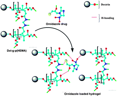 Interaction between ornidazole drug and the hydrogel.