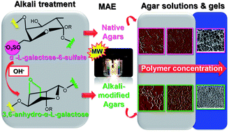 Graphical abstract: Shaping the molecular assemblies of native and alkali-modified agars in dilute and concentrated aqueous media via microwave-assisted extraction
