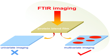 Graphical abstract: Determination of phase behaviour in all protein blend materials with multivariate FTIR imaging technique