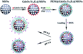 Graphical abstract: Multifunctional polyelectrolyte multilayers coated onto Gd2O3:Yb3+,Er3+@MSNs can be used as drug carriers and imaging agents
