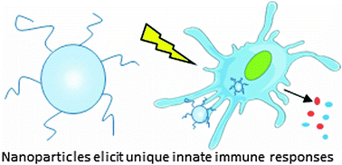 Graphical abstract: Materials design at the interface of nanoparticles and innate immunity