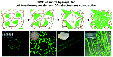 Graphical abstract: The development of cell-initiated degradable hydrogel based on methacrylated alginate applicable to multiple microfabrication technologies