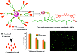 Graphical abstract: Conjugating curcumin to water soluble polymer stabilized gold nanoparticles via pH responsive succinate linker