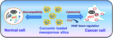 Graphical abstract: Curcumin loaded mesoporous silica: an effective drug delivery system for cancer treatment