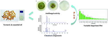 Graphical abstract: Uncovering the antifungal components from turmeric (Curcuma longa L.) essential oil as Aspergillus flavus fumigants by partial least squares