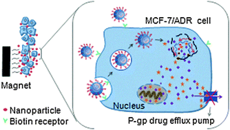 Graphical abstract: A multifunctional poly(curcumin) nanomedicine for dual-modal targeted delivery, intracellular responsive release, dual-drug treatment and imaging of multidrug resistant cancer cells
