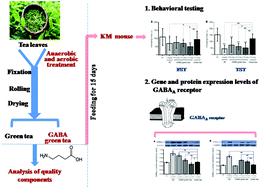 Graphical abstract: Quality components and antidepressant-like effects of GABA green tea