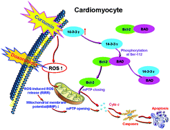 Graphical abstract: Curcumin attenuates doxorubicin-induced cardiotoxicity via suppressing oxidative stress and preventing mitochondrial dysfunction mediated by 14-3-3γ