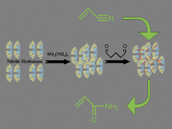 Graphical abstract: Nitrile hydratase CLEAs: The immobilization and stabilization of an industrially important enzyme
