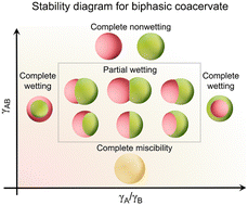 Graphical abstract: Multiphase coacervates: mimicking complex cellular structures through liquid–liquid phase separation