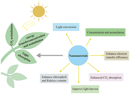 Graphical abstract: Plant nanobiotechnology: a new strategy to enhance crop photosynthesis