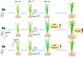 Graphical abstract: Multi-omics revealed the mechanisms of AgNP-priming enhanced rice salinity tolerance