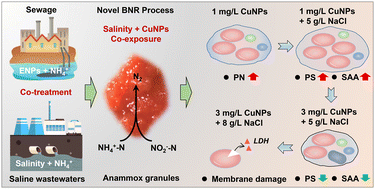 Graphical abstract: Salinity alters the toxicity of copper nanoparticles to anammox consortia through modulating extracellular polymeric substances and membrane permeability