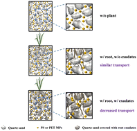 Graphical abstract: Quartz sand surface-bound rice root exudates decreased the transport of microplastics in porous media
