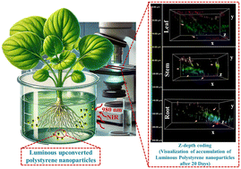 Graphical abstract: Luminous polystyrene upconverted nanoparticles to visualize the traces of nanoplastics in a vegetable plant