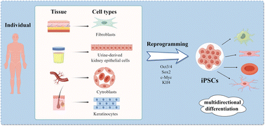 Graphical abstract: Hepatocyte-like cells and liver organoids: the application of iPSCs and their derivants for treating liver diseases