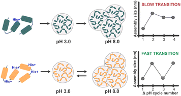 Graphical abstract: Kinetics of charge-dependent reversible condensation of reflectin nanostructures