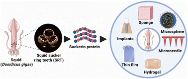 Graphical abstract: Suckerin based biomaterials for wound healing: a comparative review with natural protein-based biomaterials