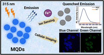 Graphical abstract: l-cysteine capped MoS2 QDs for dual-channel imaging and superior Fe3+ ion sensing in biological systems