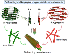 Graphical abstract: Narcissistic self-sorting in Zn(ii) porphyrin derived semiconducting nanostructures