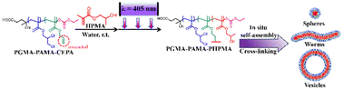 Graphical abstract: Polymerization-induced self-assembly mediated by vinyl-functionalized macromolecular chain transfer agents: a straightforward approach to prepare cross-linked block copolymer nanoparticles with tunable morphologies
