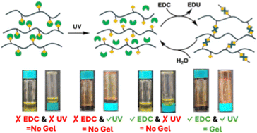 Graphical abstract: Photoresponsive polymers for carbodiimide-fueled transient hydrogels