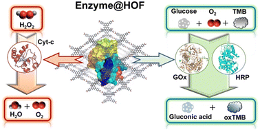 Graphical abstract: Facile and scale-up syntheses of high-performance enzyme@meso-HOF biocatalysts