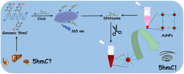 Graphical abstract: A photo-elutable 8–17 DNAzyme labeling and PCR-free colorimetric quantification strategy for 5-hydroxymethylcytosine in mammalian genomic DNA