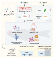 Graphical abstract: From particle size to brain function: a zebrafish-based review of micro/nanoplastic-induced neurobehavioral toxicity and mechanistic pathways