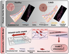 Graphical abstract: A disease-inspired in vitro model of aortic valve stenosis to investigate the drivers of endothelial–mesenchymal transition