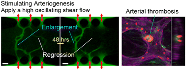 Graphical abstract: Self-assembled human arteriole-on-a-chip for arterial functionality testing and disease modeling