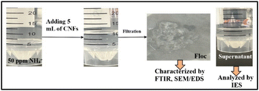 Graphical abstract: Functionalized nanocellulose for efficient removal of ammonium impurities from contaminated water