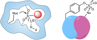Graphical abstract: Advances in sulfonyl exchange chemical biology: expanding druggable target space