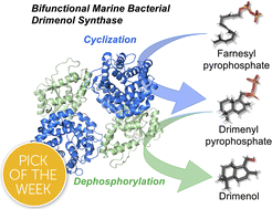 Graphical abstract: Structural insights into a bacterial terpene cyclase fused with haloacid Dehalogenase-like phosphatase