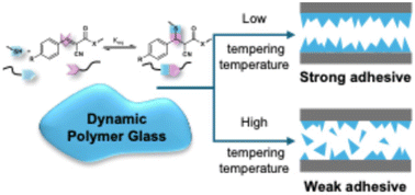 Graphical abstract: Temperable dynamic polymeric glasses as tunable and rebondable adhesives