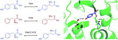 Graphical abstract: Engineering of an enantioselective tyrosine aminomutase by mutation of a single active site residue in phenylalanine aminomutase