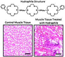 Graphical abstract: In vivo cell death mediated by synthetic ion channels